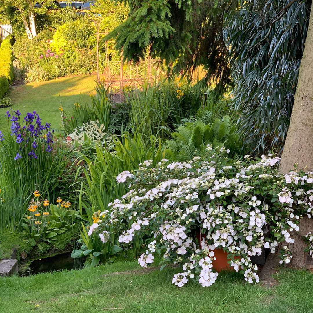Fairytrail Bride® Cascade Hydrangea with white blooms in pot