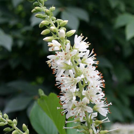 SUGARTINA Crystalina summersweet in bloom in a nursery pot