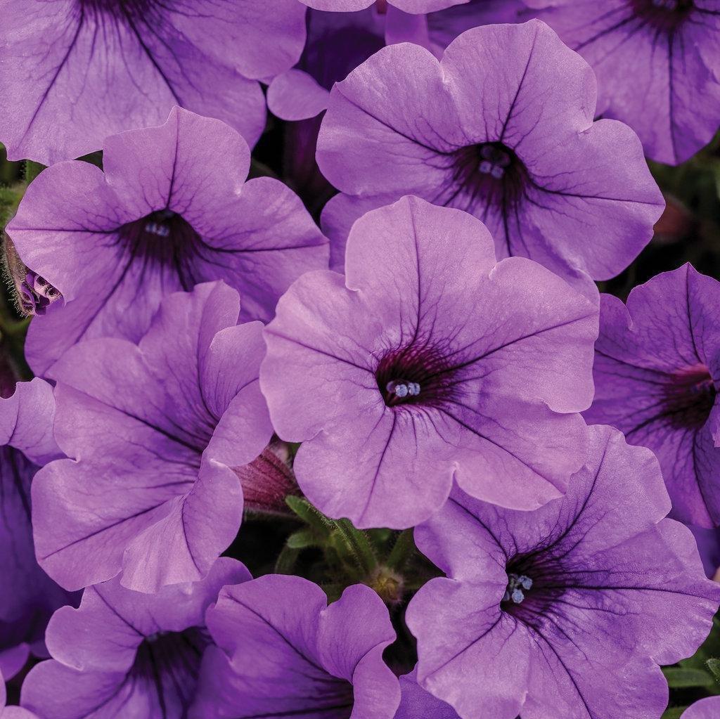 Supertunia Mini Vista Indigo petunia in a nursery pot