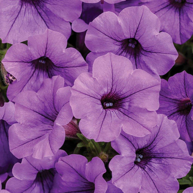 Supertunia Mini Vista Indigo petunia in a nursery pot
