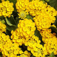 Lantana with yellow flowers in a nursery pot