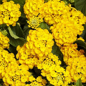 Lantana with yellow flowers in a nursery pot