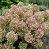 Tiny Quick Fire hydrangea with white blooms in a pot