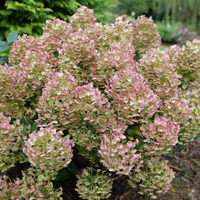 Tiny Quick Fire hydrangea with white blooms in a pot