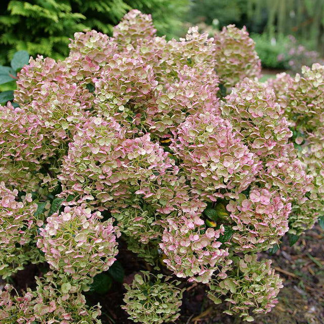 Tiny Quick Fire hydrangea with white blooms in a pot