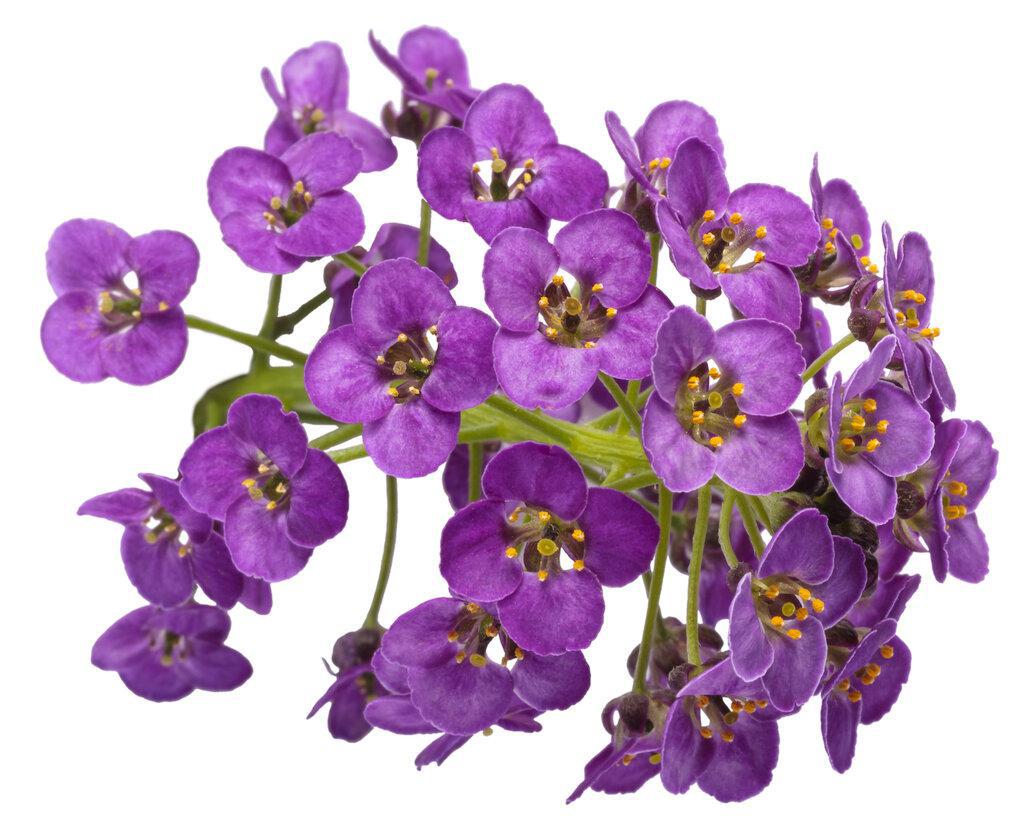 Proven Winners Sweet Alyssum