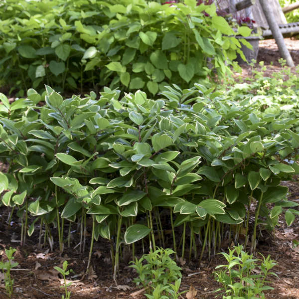 Solomon's seal plant with arching green stems and white flowers