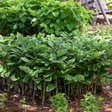 Solomon's seal plant with arching green stems and white flowers