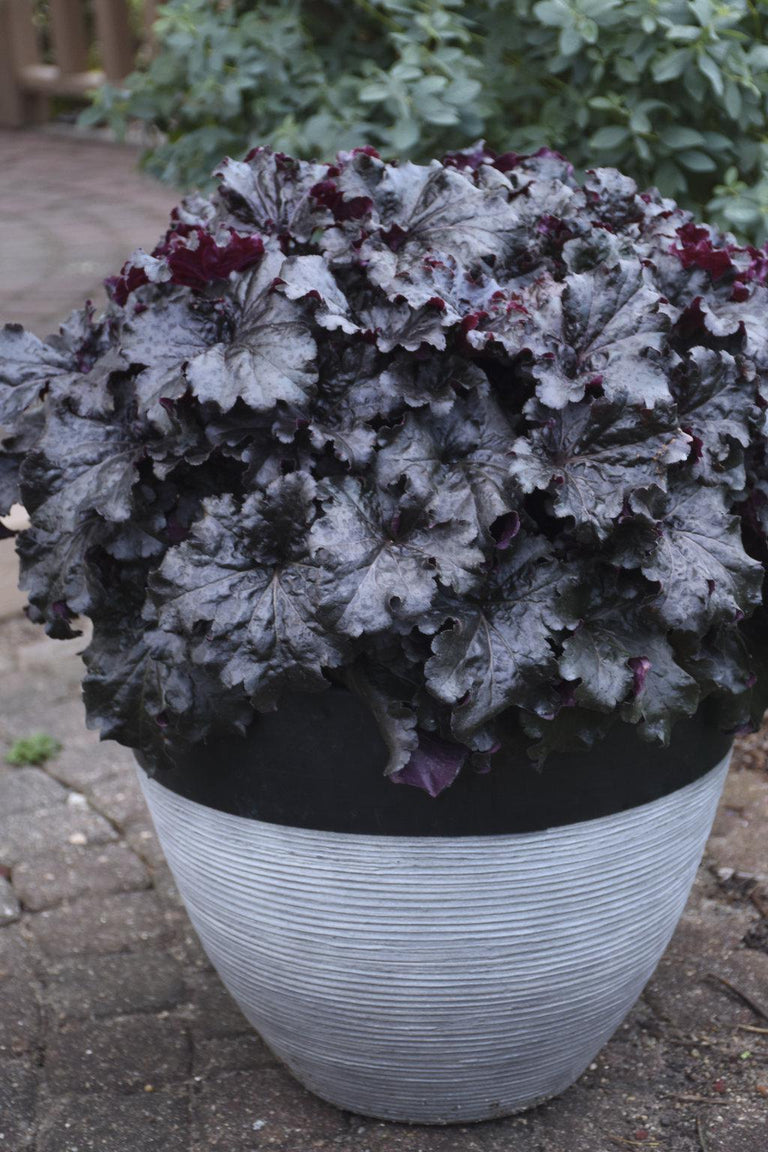 heuchera prom dress Dressed Up 'Prom Dress' - Coral Bells