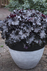 Dressed Up Evening Gown heuchera with dark leaves in a pot