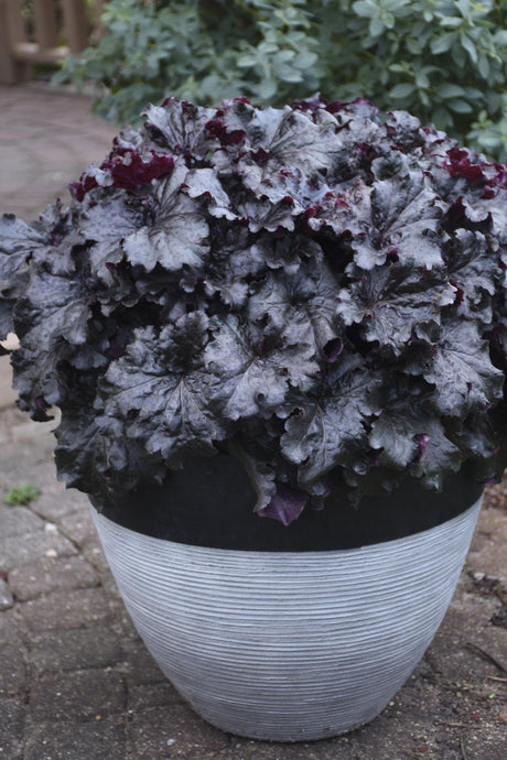 Dressed Up Evening Gown heuchera with dark leaves in a pot