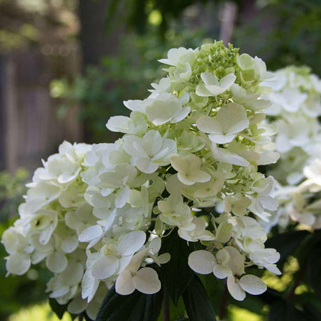 Fire Light panicle hydrangea with pink and white blooms