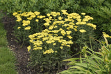 Achillea Firefly Sunshine with yellow flowers in a pot