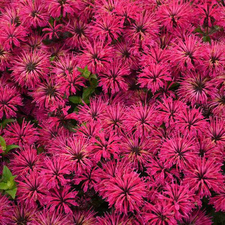 Leading Lady Razzberry monarda with pink flowers in pot