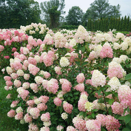 Limelight Prime panicle hydrangea with green-white blooms