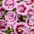 Double pink calibrachoa flowers in a nursery pot