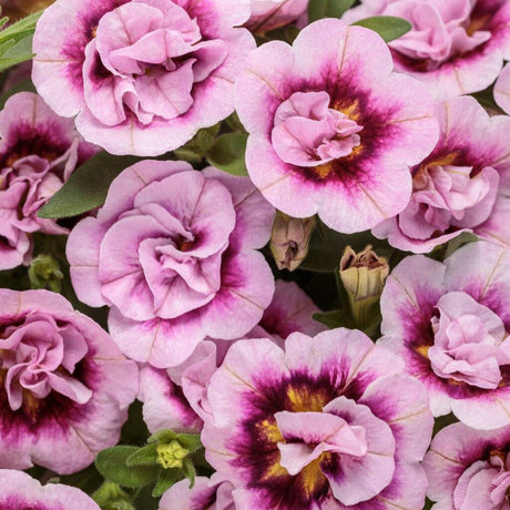 Double pink calibrachoa flowers in a nursery pot