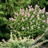 Bluebeard with pink flowers in a nursery pot
