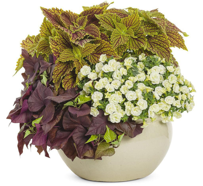 sweet caroline plant indoors Sweet Caroline Sweetheart Mahogany™ Ornamental Sweet Potato Vine –  Creekside Nursery, Inc