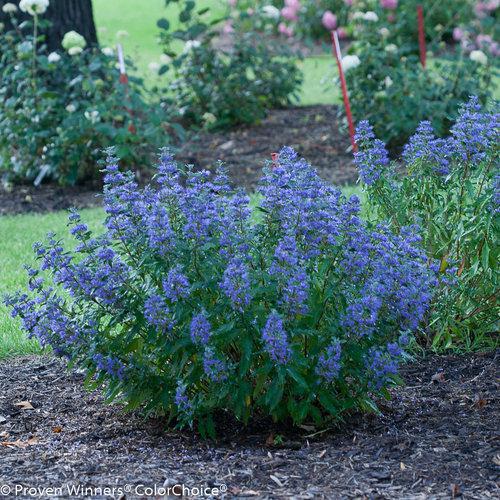 Beyond Midnight bluebeard plant with purple flowers in pot