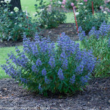 Beyond Midnight bluebeard plant with purple flowers in pot