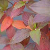 Fire Light Tidbit hydrangea with pink and white blooms