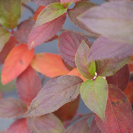 Fire Light Tidbit hydrangea with pink and white blooms