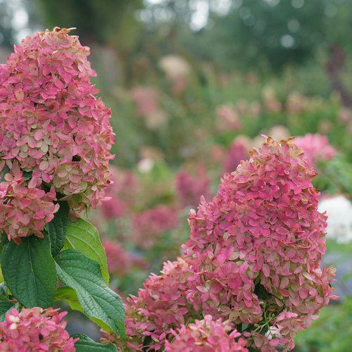 Quick Fire Fab hydrangea with white blooms in a pot