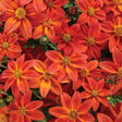 Campfire Flame bidens with yellow flowers in a pot