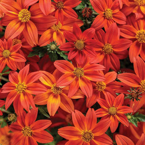 Campfire Flame bidens with yellow flowers in a pot