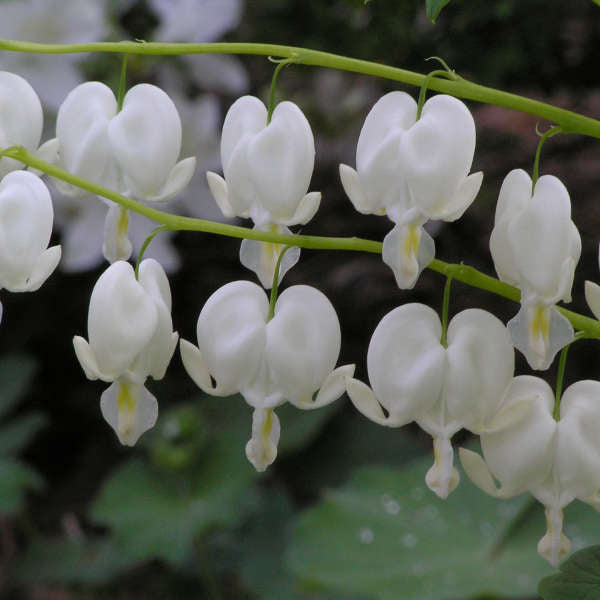 Alba Dicentra plant with white heart-shaped flowers and green foliage
