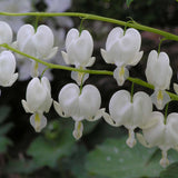 Alba Dicentra plant with white heart-shaped flowers and green foliage