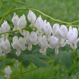White Alba dicentra with pink heart-shaped flowers in a pot