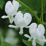 White dicentra with arching stems and heart-shaped flowers