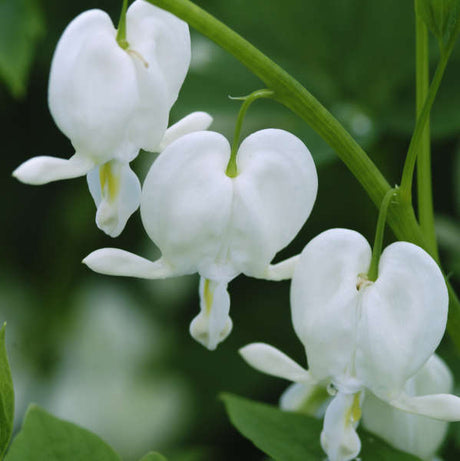 White dicentra with arching stems and heart-shaped flowers