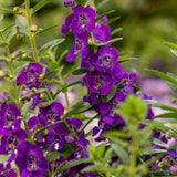 Angelface Blue angelonia in a nursery pot