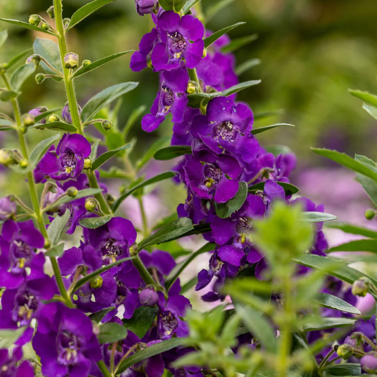 Angelface® Blue Angelonia | Proven Winners® – Creekside Nursery, Inc
