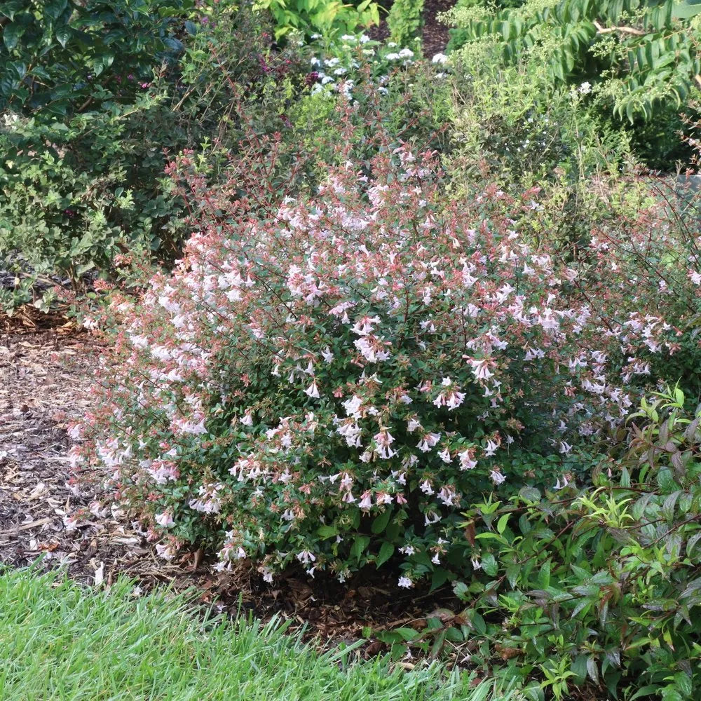 Pink Piñata abelia with pink flowers in a pot