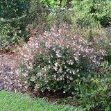 Pink Piñata abelia with pink flowers in a pot