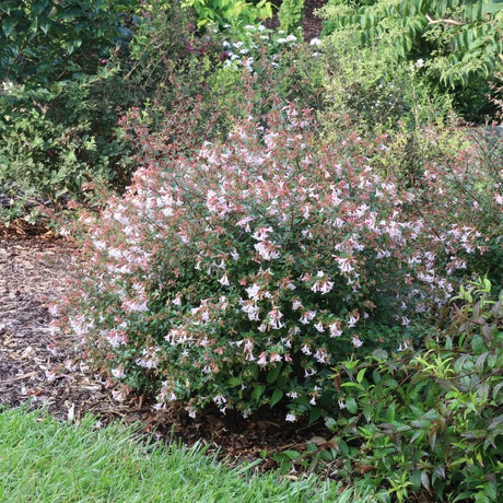 Pink Piñata abelia with pink flowers in a pot