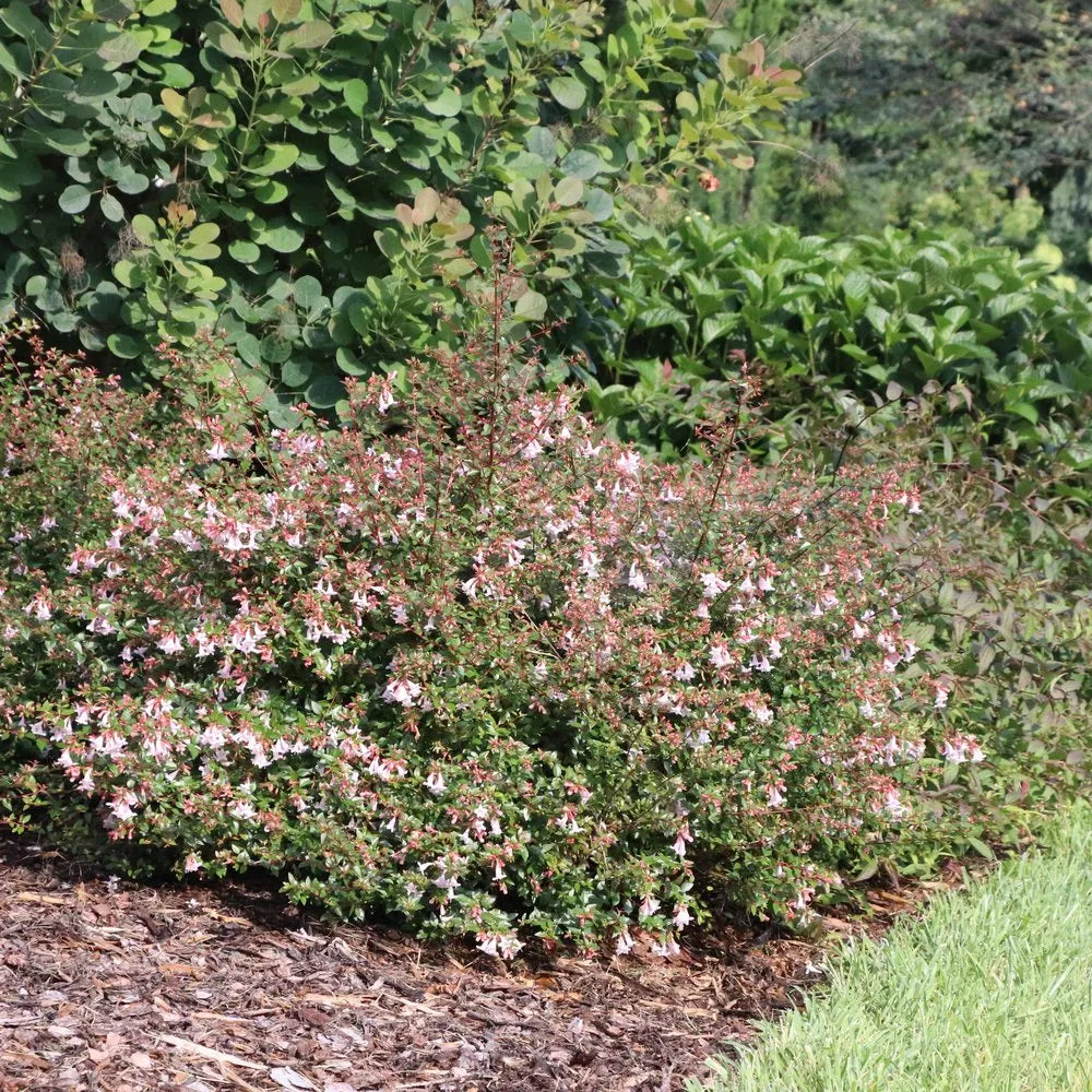 Pink Piñata abelia shrub with pink flowers in a pot