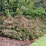 Pink Piñata abelia shrub with pink flowers in a pot