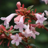 Pink Piñata abelia shrub with pink flowers in a pot