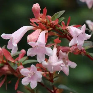 PINK PIÑATA™ Abelia | Proven Winners® – Creekside Nursery, Inc