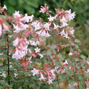 PINK PIÑATA™ Abelia | Proven Winners® – Creekside Nursery, Inc