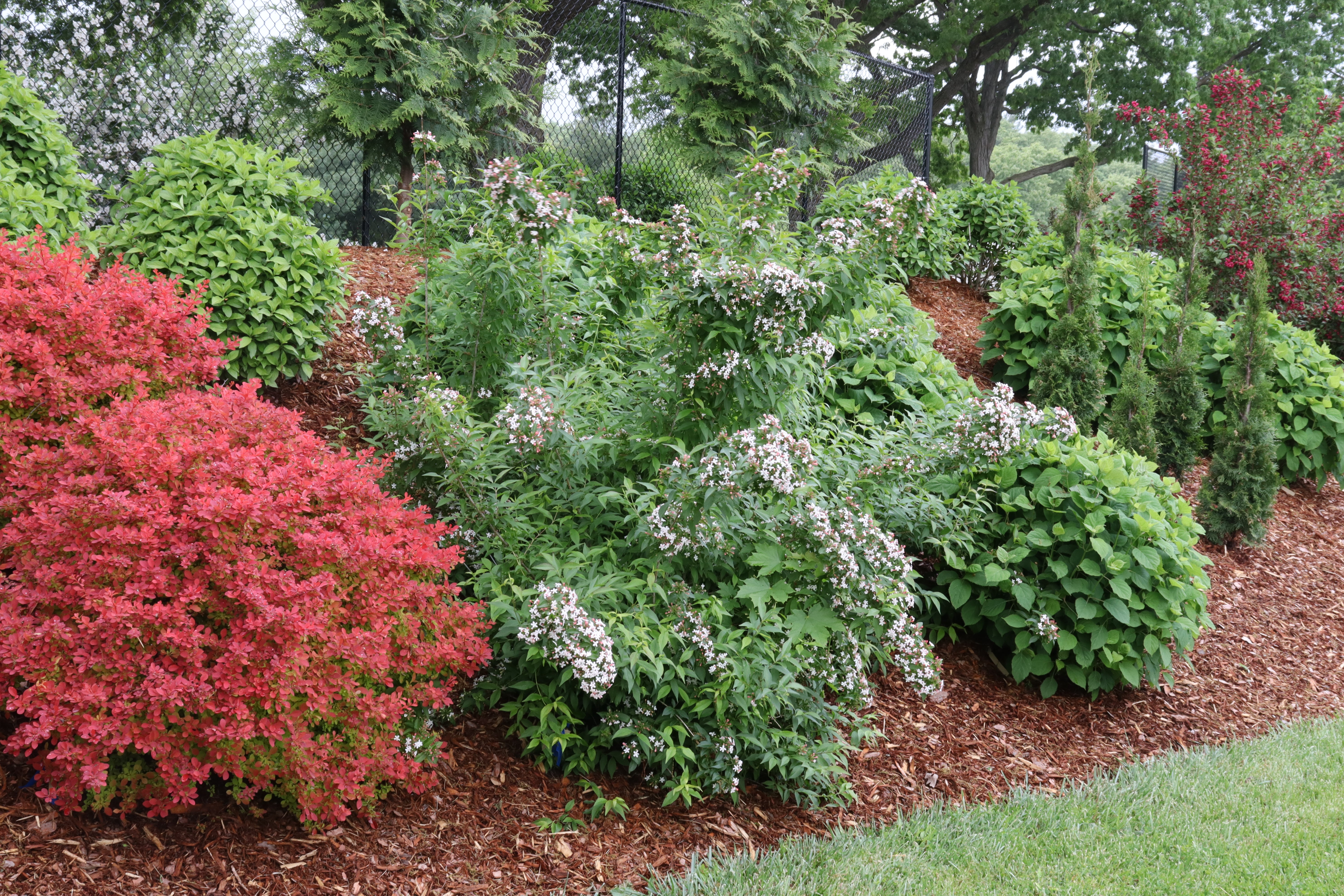 SWEET EMOTION BLAZE™ Abelia – Creekside Nursery, Inc