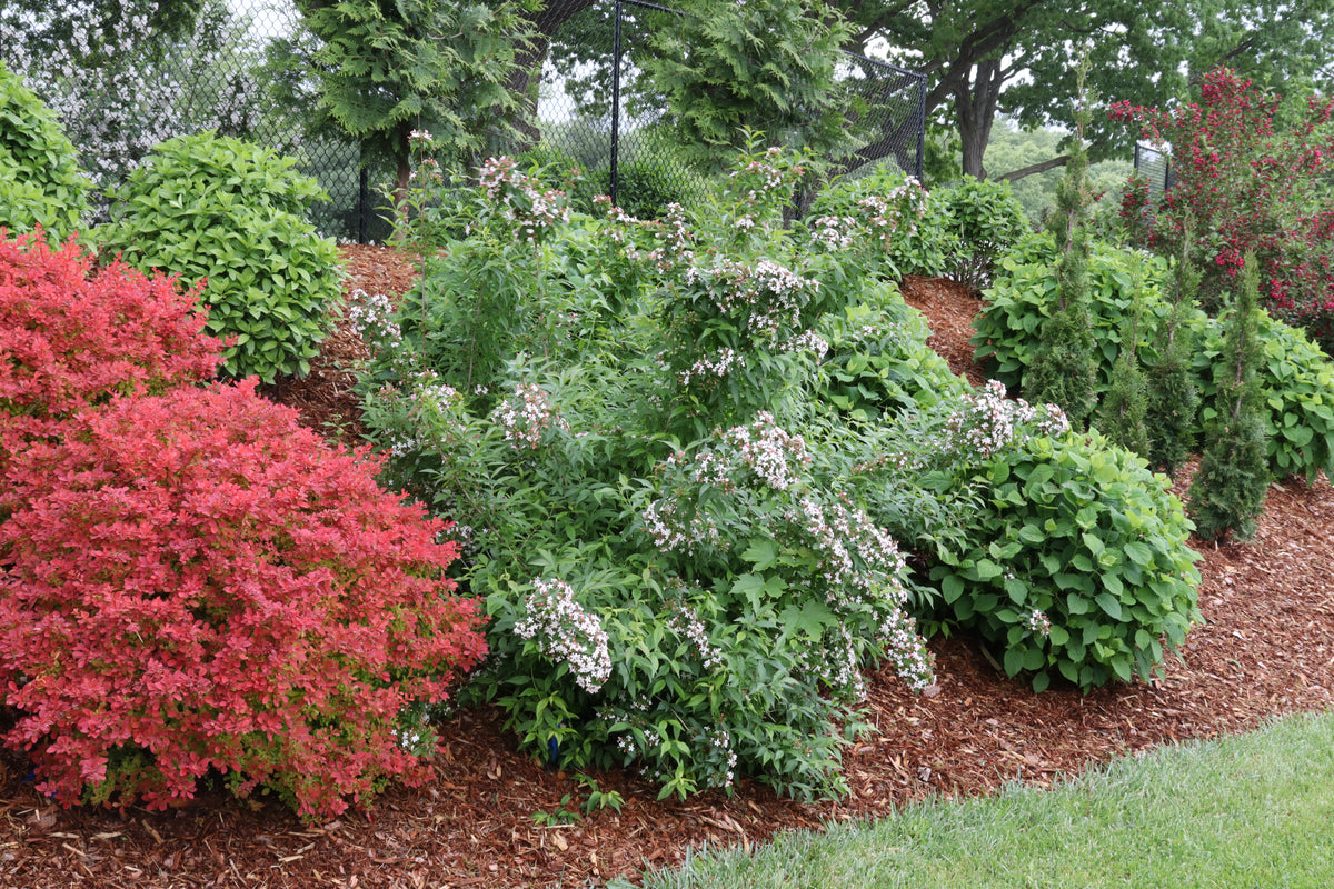 Sweet Emotion Blaze abelia in a nursery pot