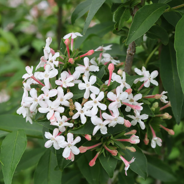 Sweet Emotion Blaze™ abelia in a nursery pot