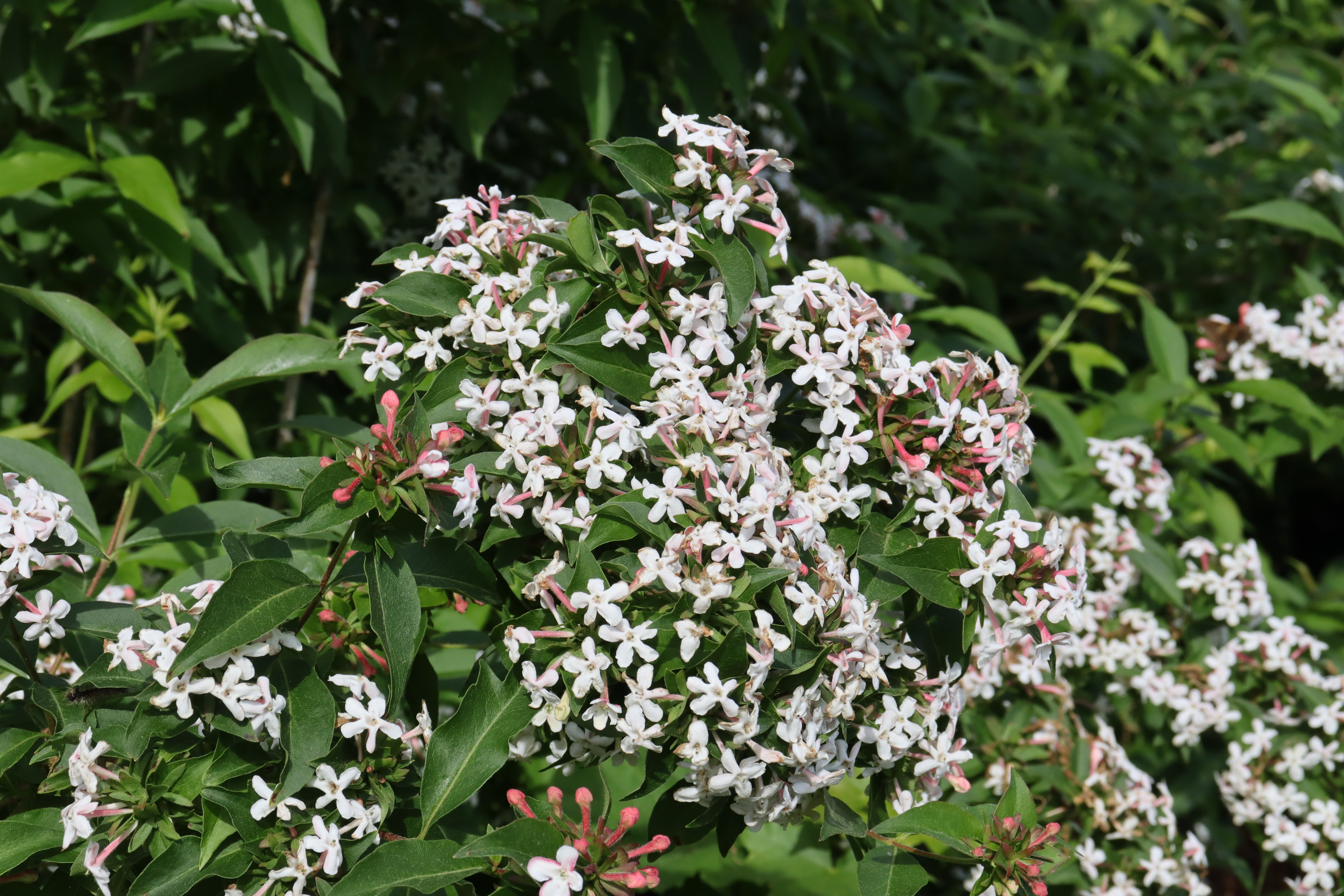 SWEET EMOTION BLAZE™ Abelia – Creekside Nursery, Inc