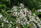 Sweet Emotion Blaze abelia in a nursery pot